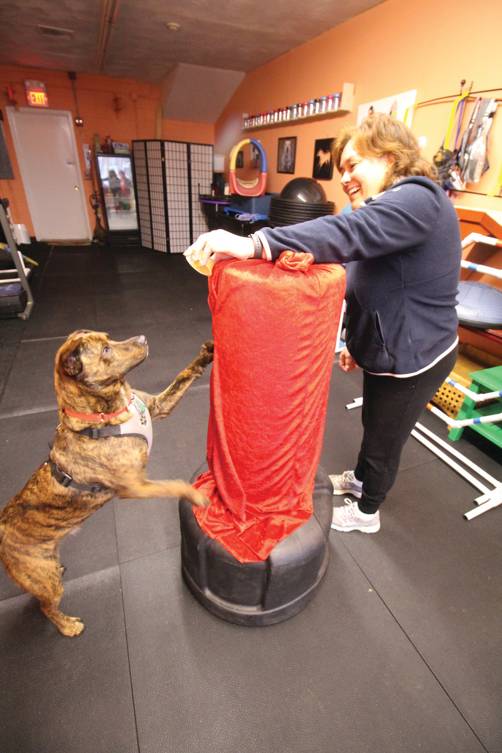DOG WITH A PUNCH: Deb Quattrini works with Hunter on his punching – actually more of a stretch at the gym.